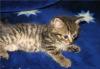 Превью Очаровательный маленький полосатик в дар Москва - 1