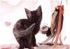 Превью Котята мейн-кун Санкт-Петербург - 3