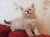 Невский маскарадный котёнок превью 452932.