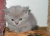 Котята британской короткошерстной превью 453396.