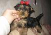 Превью Йорики скоро в продаже девочки Санкт-Петербург - 1