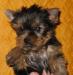 Йоркширский терьер щенки превью 454582.