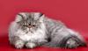 Превью Персидский кот экстримал приглашает на вязку Москва - 1