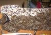 Платье-туника р44-46 превью 450534.