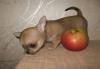 Превью Чихуахуа девочки Москва - 1