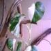 Превью Монстера мраморная (monstera deliciosa variegata) Москва - 1