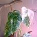 Превью Монстера мраморная (monstera deliciosa variegata) Москва - 2