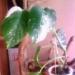 Превью Монстера мраморная (monstera deliciosa variegata) Москва - 3