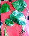 Превью Монстера мраморная (monstera deliciosa variegata) Москва - 4