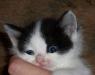 Котенок, девочка, в добрые руки превью 464086.