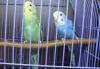 Волнистые попугайчики птенцы превью 464631 Волнистые попугайчики птенцы превью 464631.