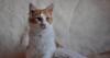 Превью Мейн кун Котенок самой крупной породы домашних кош Москва - 3