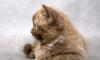 Котенок шотландский (кошечка) превью 466606.
