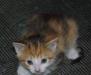 Котята 1,5 мес. в добрые руки превью 468369.