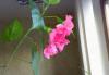 Превью Гибискус. (hibiscus). китайская роза Красноярск - 1