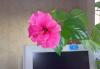 Превью Гибискус. (hibiscus). китайская роза Красноярск - 2
