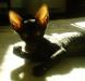 Корниш Рекс Котята - Нежнее Шелка превью 471038.