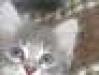 Очень симпатичный котенок превью 472983.