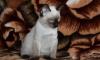 Котёнок превью 473095.