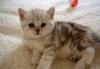 Британские котята превью 473476.