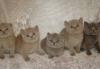 Превью Британские и Шотландские  котята из питомника Чехов - 3
