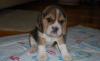 Щенки бигля девочки превью 474772.