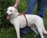 Отдам в добрые руки небольшую белую собаку превью 474779.