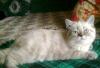 Превью Экзотическая короткошерстная кошечка Санкт-Петербург - 1