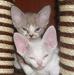 Превью Котята Москва - 1