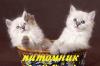 Невские маскарадные котята от чемпиона мира превью 476237.