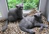Превью Котята породы шотландкая короткошерстная (Scottish Санкт-Петербург - 2