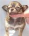 Превью Веселые гномики Москва - 1