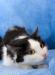 Маруся  кошка, которая гуляет сама по себе превью 477486.