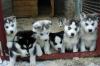 7 beautiful Сибирский хаски продажи грудных детей превью 478816.