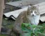 Котяра Ёршик в дар превью 478819.