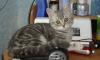 Превью Продается котенок-британская кошечка Тула - 4