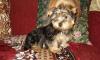 Йоркширский терьер мальчики превью 481827.