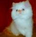 Персидская кошечка  беленькая  с рыжими ушками превью 481897.