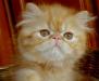 Персидская  рыженькая кошечка превью 481957.