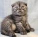 Скоттиш фолд, кошечка из питомника, качество превью 482149.