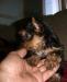 Превью Йорки мальчики Санкт-Петербург - 2
