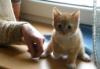 Превью Рыжий котенок от домашней кошки Санкт-Петербург - 1