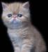 Превью Питомник Garden Paradise экзоты и персы Донецк - 1