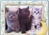 Котята плюшевые Британские и Вислоухие превью 491190.