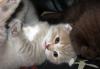 Котята Британские и Шотландские превью 491636.