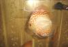 Превью Дискусы Москва - 1