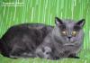 Британский кот приглашает на вязку превью 493838.