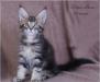 Превью Котенок мейн кун Москва - 3