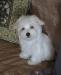 Мальтезе-девочка превью 490499.