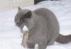 Вязка британских кошек превью 495158.
